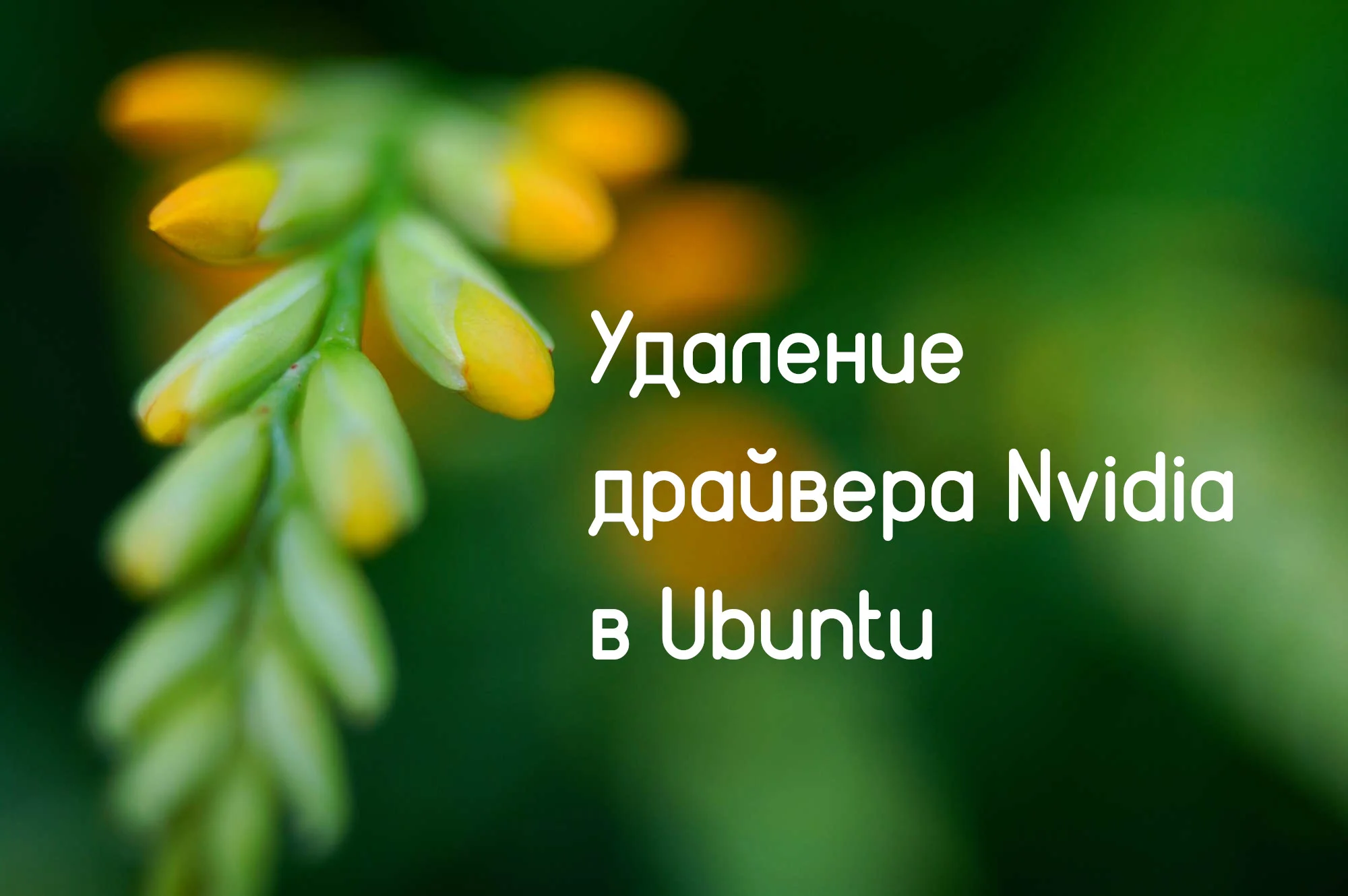Черный экран в Ubuntu? Виновник найден! Как избавиться от проблемного драйвера Nvidia