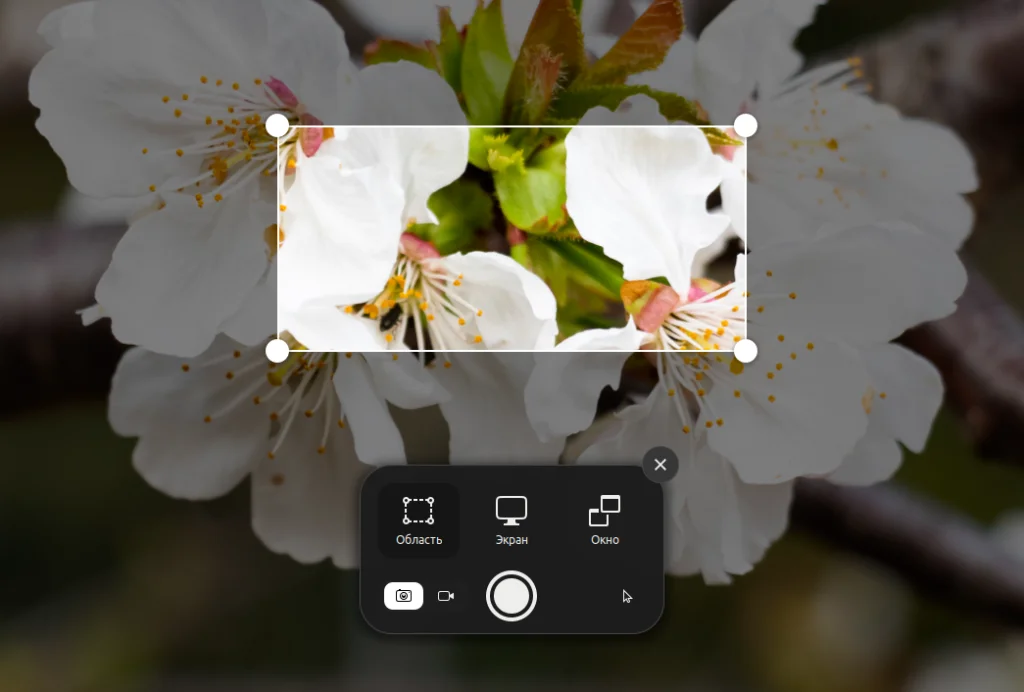 Захватываем экран Ubuntu: 2 способа сделать идеальный скриншот