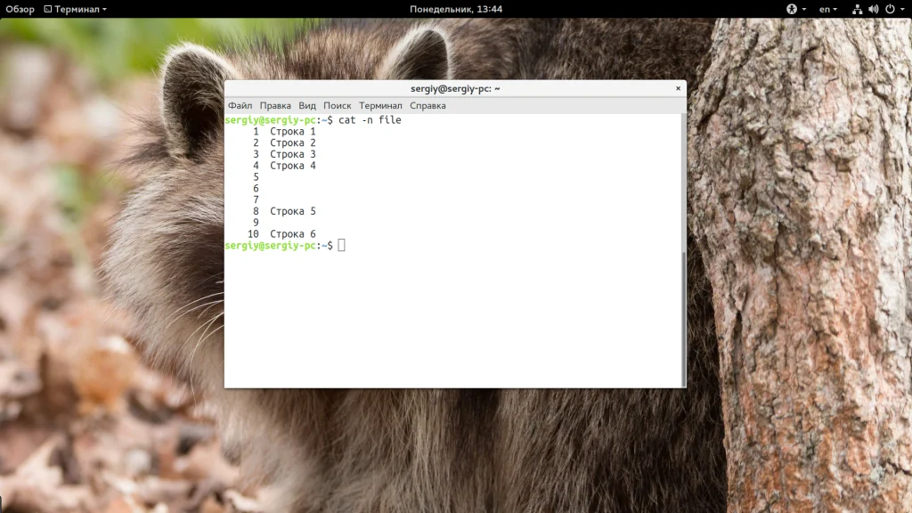 Команда cat в Linux: Секреты, о которых вы не знали