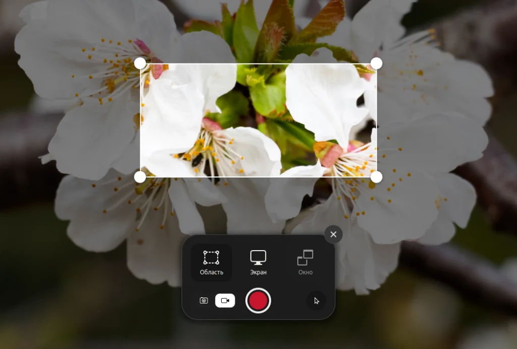 Захватываем экран Ubuntu: 2 способа сделать идеальный скриншот