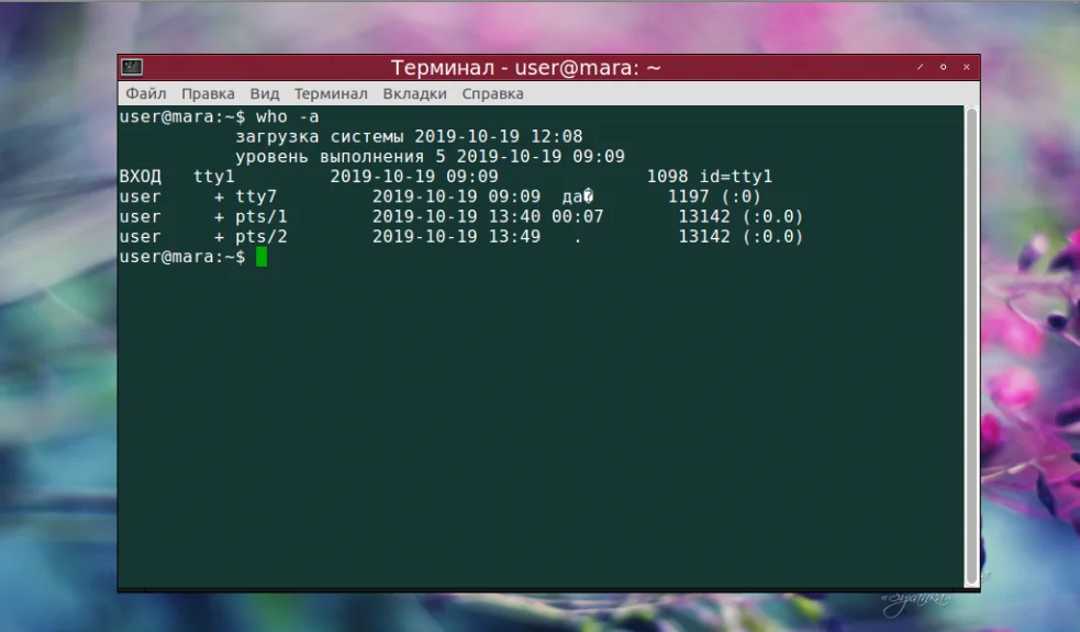 Кто сейчас в системе? Изучаем команду who в Linux