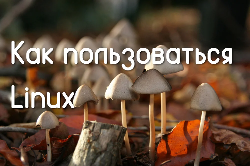 Linux без страха: 5 простых шагов к стабильной системе для всех