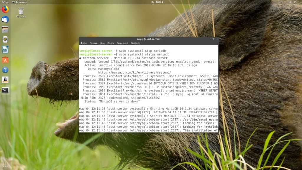 Забыли пароль root в MySQL? Восстановите доступ за 5 минут!
