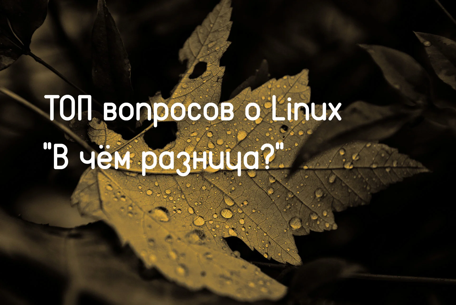 Linux: 15 главных отличий, которые всех путают